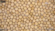 Seed